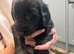 RKC BLACK FLAT COATED RETRIEVERS