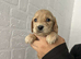 Show cocker spaniel puppies
