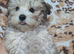 Havanese Pappy's
