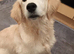 Kc reg Golden retriever female