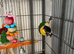 Pair of Black headed Caiques