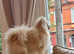 Russian toy Pomeranian boy