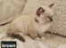 Adorable ragdoll kittens looking for a new home
