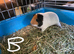 Pair of bonded guinea pigs - cage also available