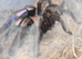 AF PAIRED/MATED Chilobrachys Natanicharum tarantula