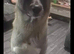 4 year old male akita