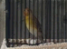 2025 goldfinch mule singing all day