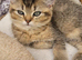 Chinchillas Scottish fold kittens