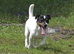 Jack russel girl