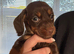 Miniature Dachshund puppy’s