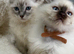 Waiting List NOW OPEN GCCF RAGDOLLS  TESTED