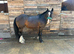 Little Alfie 11.2/3hh 3 1/2 year old