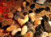 Happy, healthy, day old sexed pullets
