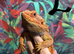 50% Red Monster Bearded Dragon