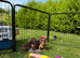 Beautiful miniature Dachshund Puppies.
