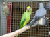 Green ring neck