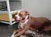 Female American bully