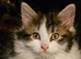 Last fluffy male kitten ready now