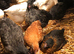 11 week old pullets