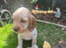 Gorgeous cocker spaniel puppies