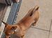 Beautiful female Jack Russel cross chihuahua