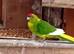 Missing kakarikis and conure
