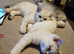 4 GCCF Registered British Shorthair Kittens For Sale