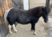 Hermits Gracie-May SPSBS Registered 4year old Mare