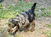 Beautiful cockapoo puppies for sale