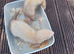 Baby ferrets