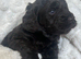 Chocolate Cockapoo puppies