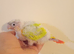 Baby suncheek conure hand rearing