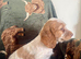 ️ beautiful cocker spaniel puppy’s for sale ️