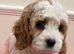 Cavapoo girl