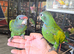 Hand reared super friendly Blue headed pionus