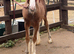 Adorable Bay Filly