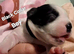 French Bulldog x puppies for sale