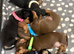 Dachshund puppies