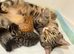 Male Grey Tabby Kitten