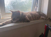 Male seal mink snow bengal