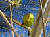 Baby budgies for sale