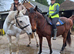 For share.16.3hh TB gelding 1/2 days per week