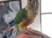 Beautiful Pineapple  Green Cheek Conure looking for a loving new home.