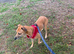 Beautiful Lurcher lawson is looking for his home