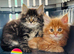 Beautiful TICA Registered Kittens