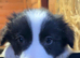 Border Collies