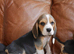 Stunning Health Tested Beagle Puppies