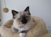 GCCF Ragdoll Kittens