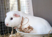 Pure white sow ready to leave