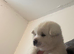 Akita